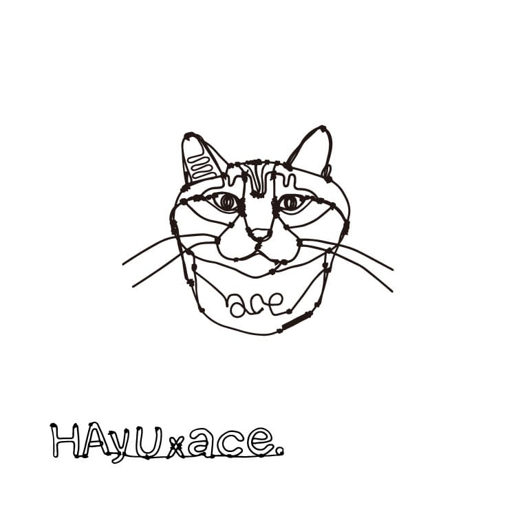 HAyUｘace. ネコヘッド